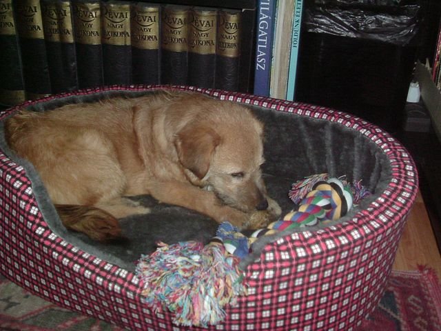 Fido 1