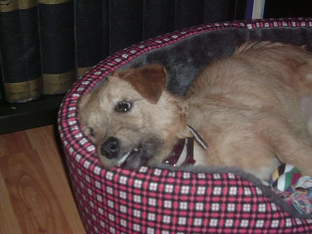 Fido 3