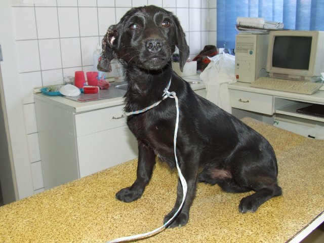 Rudi 2